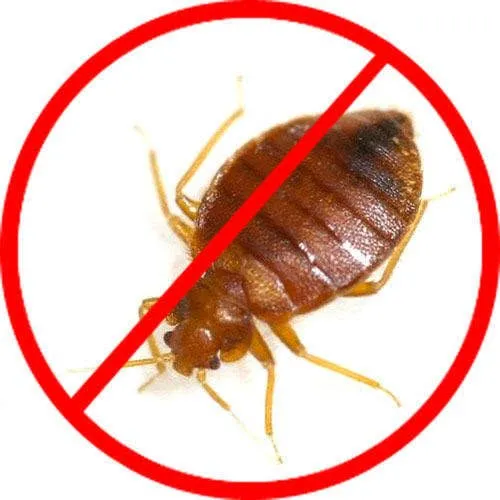 Bed Bug Control